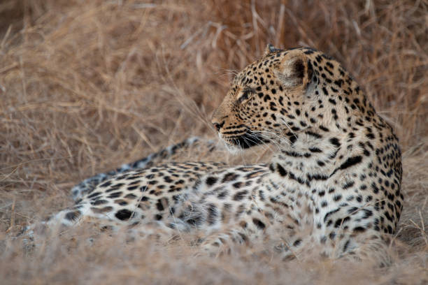 istock Female Leopard Portrait 1278454360