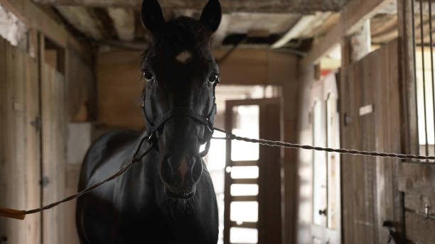 istock Beautiful black horse stands in the paddock 1278455254