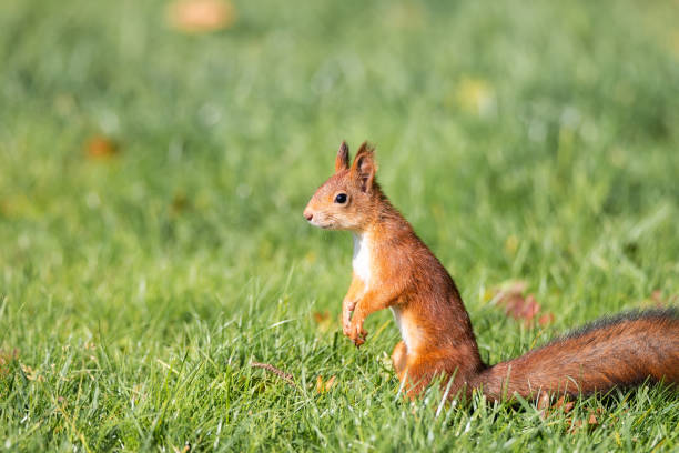 istock Squirrel in the autumn park. 1278456789