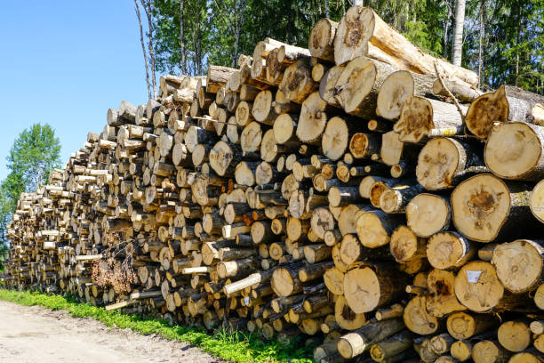 istock deforestation area, stack of cutted trees ready for transportation on blue sky background 1278456819