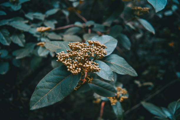 Inflorescence of unopened flowers of viburnum tinus