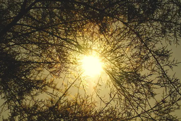 The golden sun rays shine through the branches of the trees