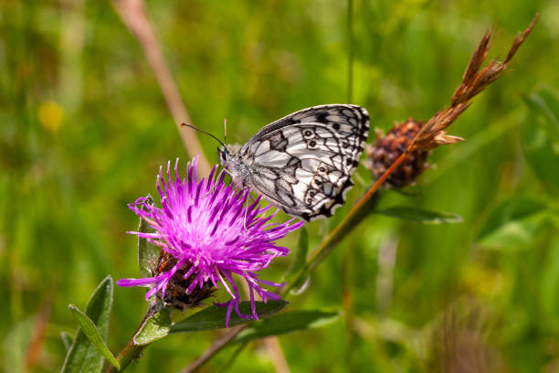 istock Women's butterfly or chessboard butterfly on a thistle flower 1278458747