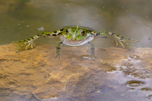 A European Common Frog (Rana temporaria) in a pond