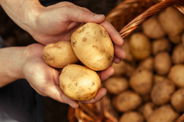istock Potatoes in hands on soil background. High quality photo 1278459671