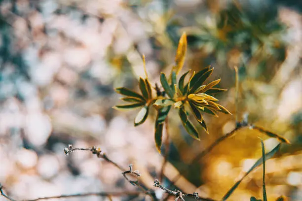 Daphne gnidium leaves in the nature