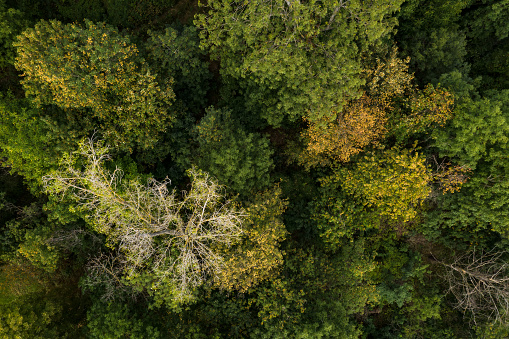 The mixed forest in Germany seen from a bird's view is severely stressed by the persistent drought