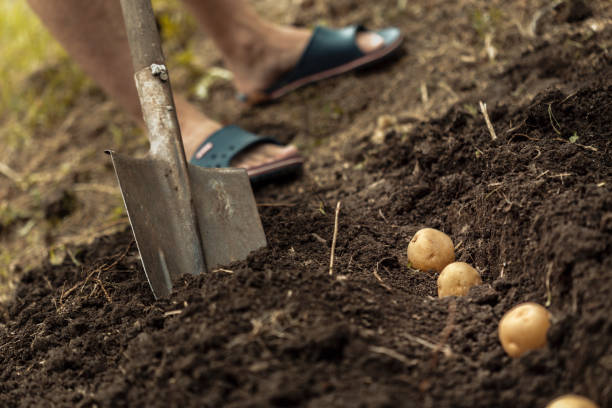 istock potato field vegetable with tubers in soil dirt surface background 1278459964