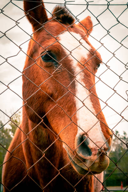 istock Horse in the field 1278461287