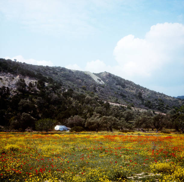 Aegina Molivia, Greece, blooming meadow