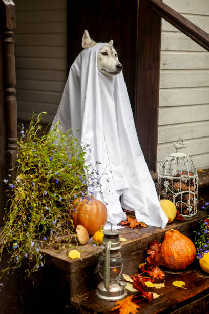 istock Husky dogs celebrate Halloween 1278461323