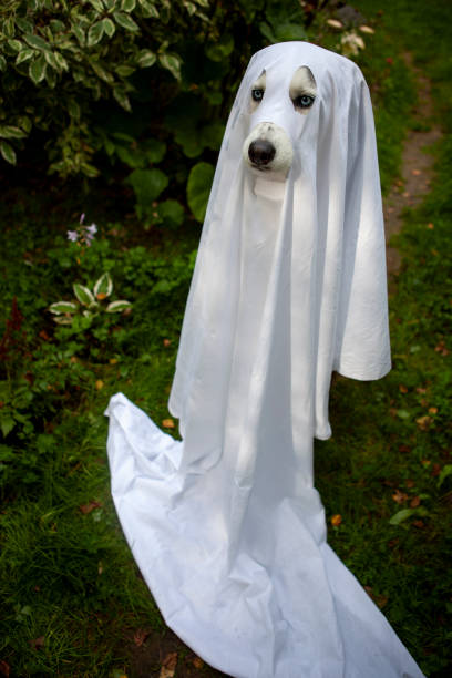 istock Husky dogs celebrate Halloween 1278461350