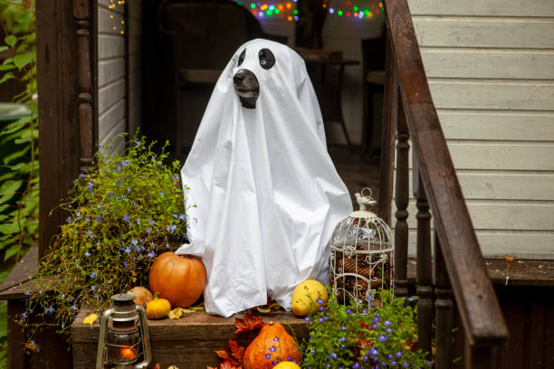 istock Husky dogs celebrate Halloween 1278461357