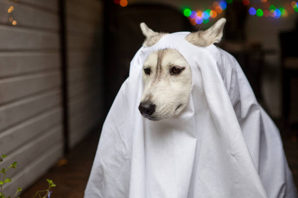istock Husky dogs celebrate Halloween 1278461368