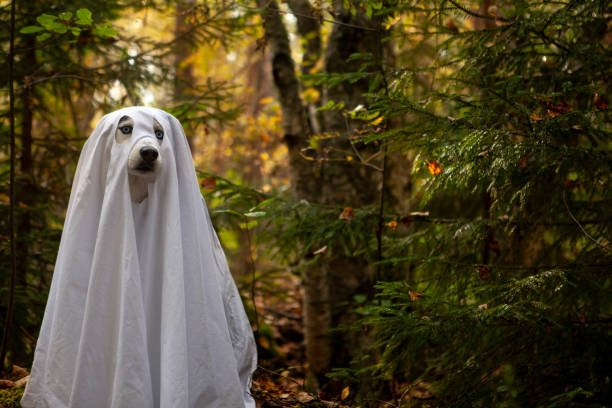 istock Husky dogs celebrate Halloween 1278461374