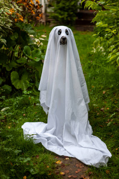 istock Husky dogs celebrate Halloween 1278461381