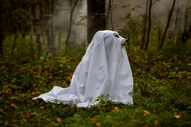 istock Husky dogs celebrate Halloween 1278461382