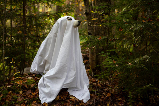 istock Husky dogs celebrate Halloween 1278461384