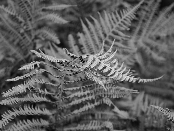 istock Fern in Black and White 1278462450