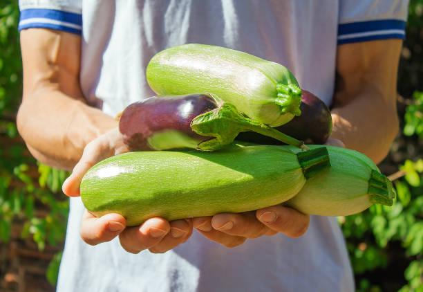 istock freshly picked zucchini and eggplant 1278462723