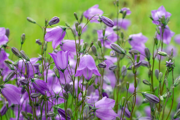 колокольчики или кампанула летняя открытка - finland bluebell campanula summer стоковые фото и изображения