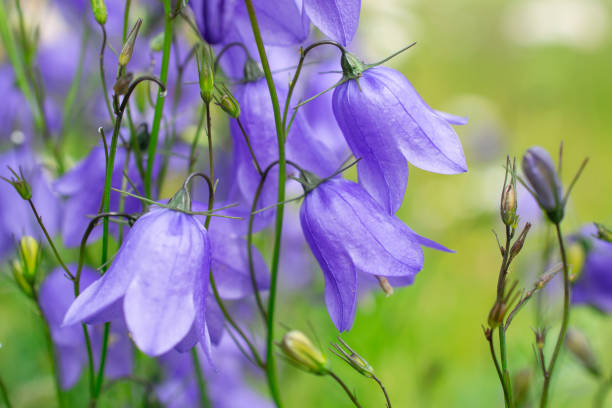 bellflowers or campanula summer postcard - finland bluebell campanula summer imagens e fotografias de stock