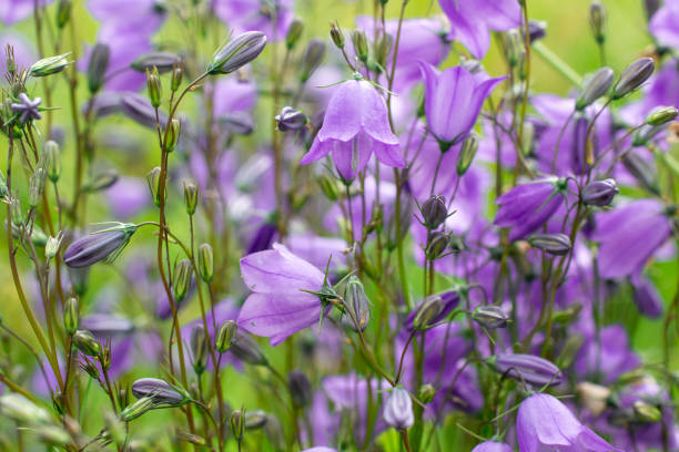 bellflowers or campanula summer postcard - finland bluebell campanula summer imagens e fotografias de stock