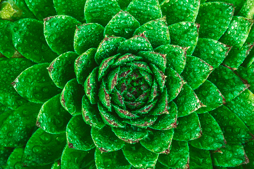 Green flower close-up, abstract background