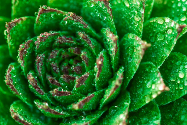 Green flower close-up, abstract background