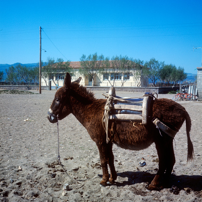 Lesbos, Greece, donkey waiting for guests