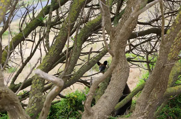 Photo of Wallaby behind tree