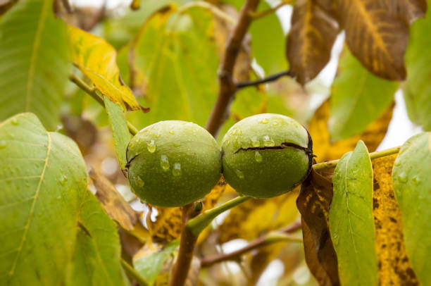 fruits mûrs d’une noix sur une branche avec des feuilles jaunes dans un verger. pluie d’automne pendant la récolte. - nature rain crop europe photos et images de collection