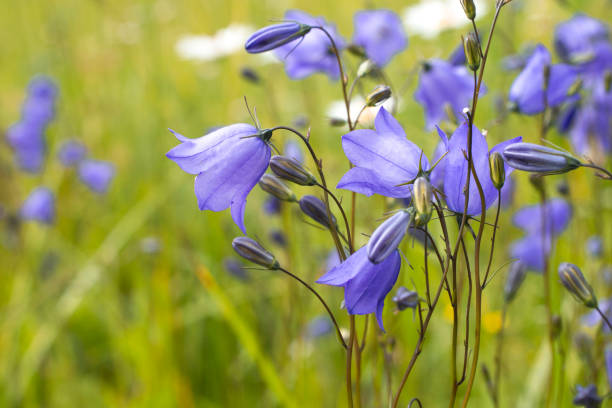 bellflowers or campanula summer postcard - finland bluebell campanula summer imagens e fotografias de stock