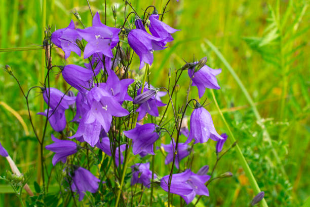 bellflowers or campanula summer postcard - finland bluebell campanula summer imagens e fotografias de stock