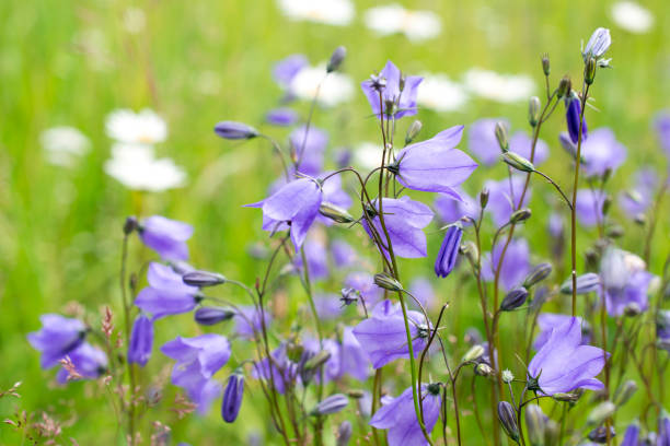 bellflowers or campanula summer postcard - finland bluebell campanula summer imagens e fotografias de stock