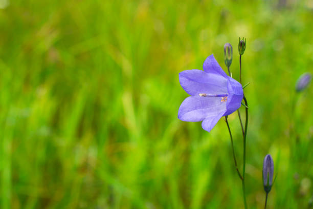 bellflowers or campanula summer postcard - finland bluebell campanula summer imagens e fotografias de stock