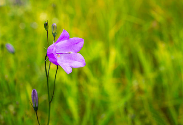 bellflowers or campanula summer postcard - finland bluebell campanula summer imagens e fotografias de stock