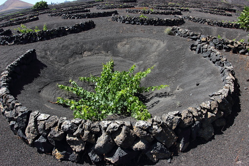 The typical vine cultivation on volcanic soil on the island of Lanzarote (Canary Islands)