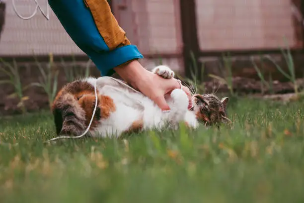 Irreconcilable battle between a mistress and a pet. Felis catus domesticus bites his master's hand. Outdoor games with a playful feline.