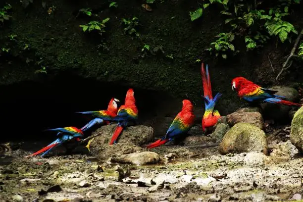 Macaws consumming minerals at a clay-lick