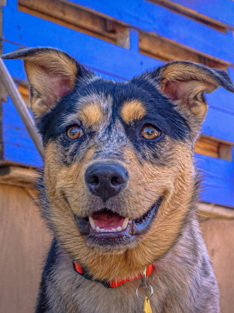 istock Puppy portrait 1278466073