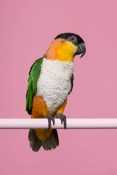 Single black headed caique bird looking at the side on a pink background with space for copy in a vertical image