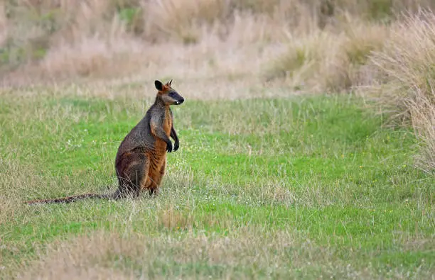 Photo of Wallaby standing
