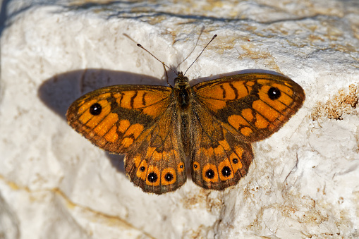 Wall Brown - Lasiommata megera is brown butterfly in the family Nymphalidae (subfamily Satyrinae), widespread in the Palearctic realm with a large variety of habitats.