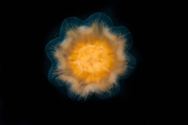 medusa de mane do leão, cyanea capillata, parque nacional katmai, alasca. águas-vivas gigantes, águas-vivas vermelhas do ártico. - scyphozoa - fotografias e filmes do acervo