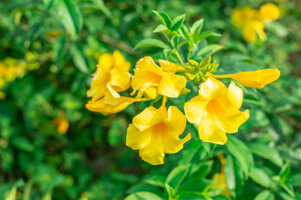 istock Caesalpinia flower on blurred green leaf background 1278468368
