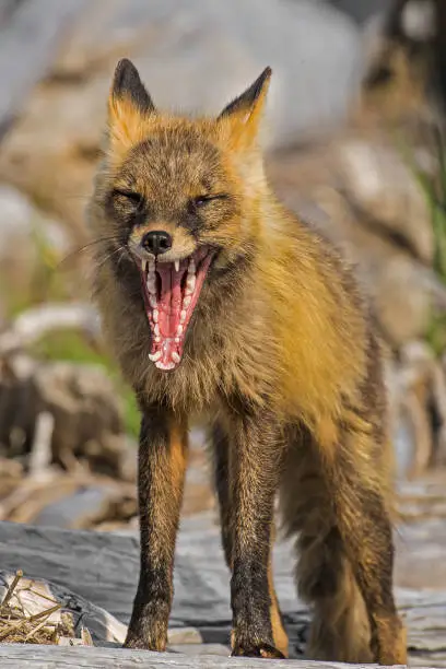 A red fox, Vulpes vulpes, at Kukak Bay in Katmai National Park, Alaska. Yawning showing its teeth and tongue.