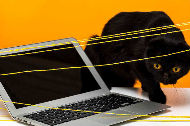 istock Confused Scottish Fold Black Cat looking Laptop and Ropes 1278468476