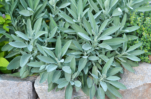 Salvia officinalis or common sage - perennial subshrub, used in medicinal and culinary. Bush of aromatic sage growing outdoors in the garden.