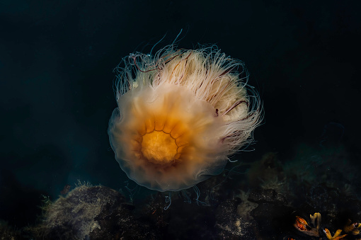 Lion's Mane Jellyfish, Cyanea capillata,  Katmai National Park, Alaska. Giant jellyfish, arctic red jellyfish.